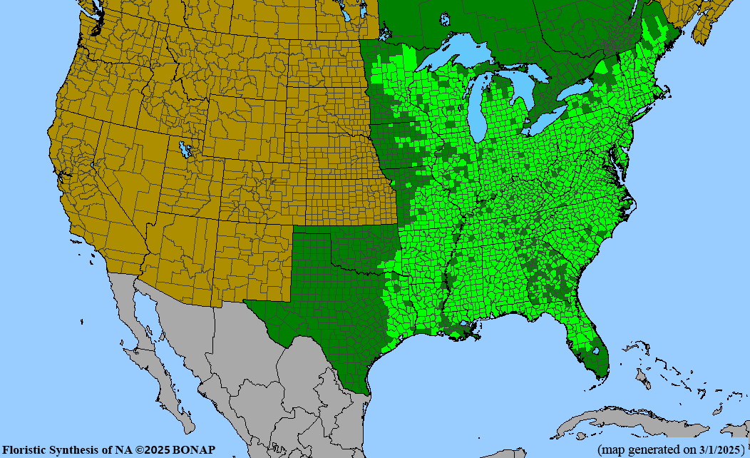 American Hornbeam (Carpinus caroliniana)