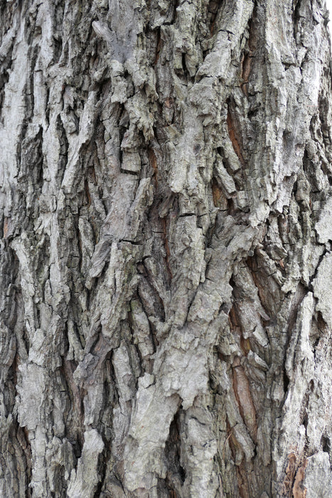 Bitternut Hickory (Carya cordiformis)