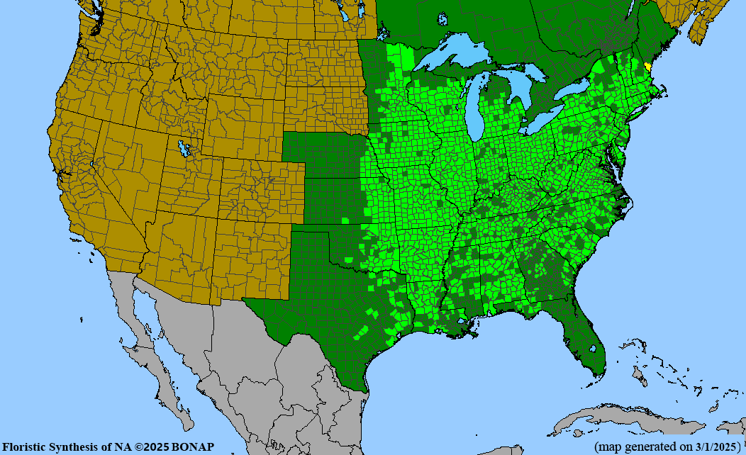 Bitternut Hickory (Carya cordiformis)
