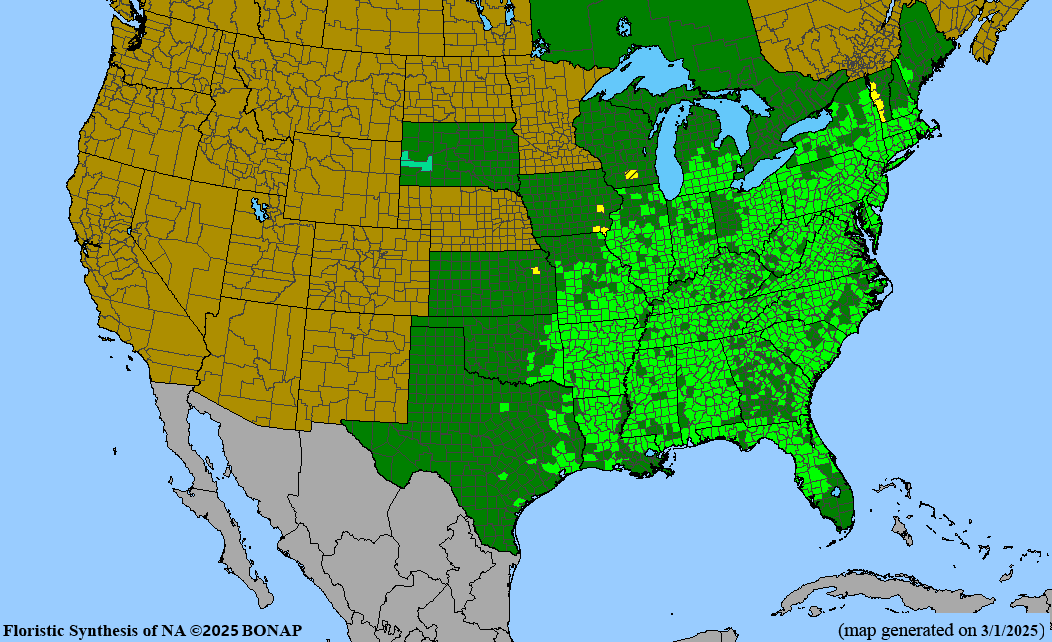 Pignut Hickory (Carya glabra)