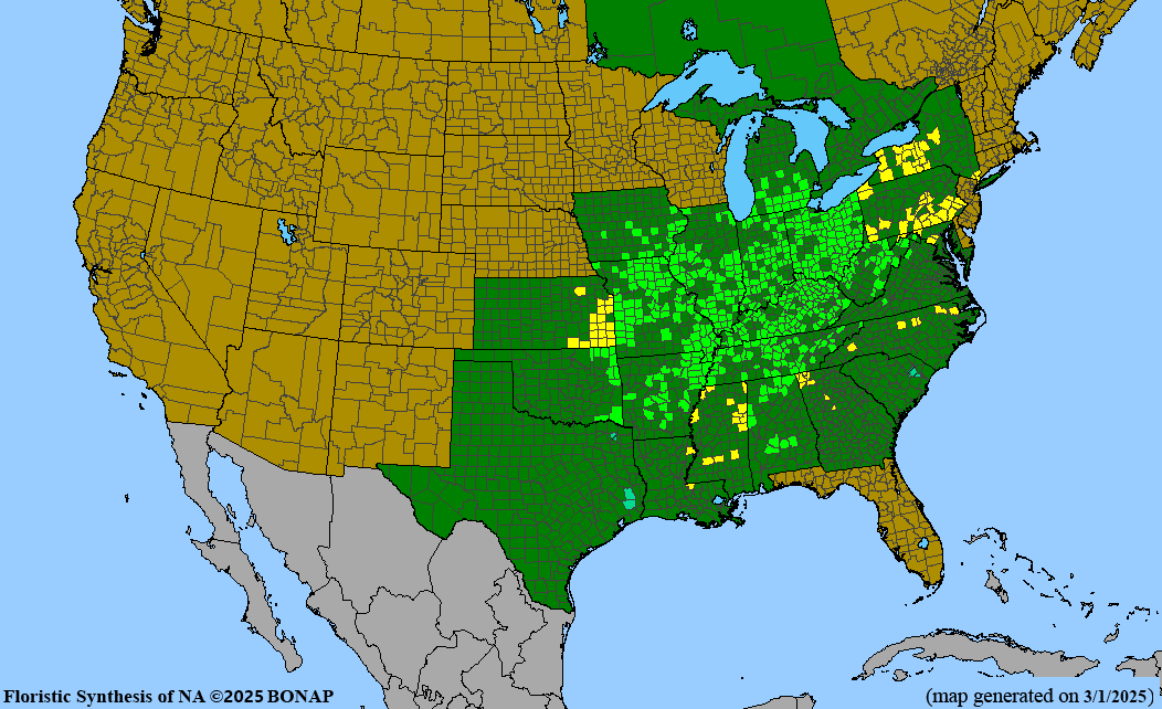 Kingnut Hickory (Carya laciniosa)