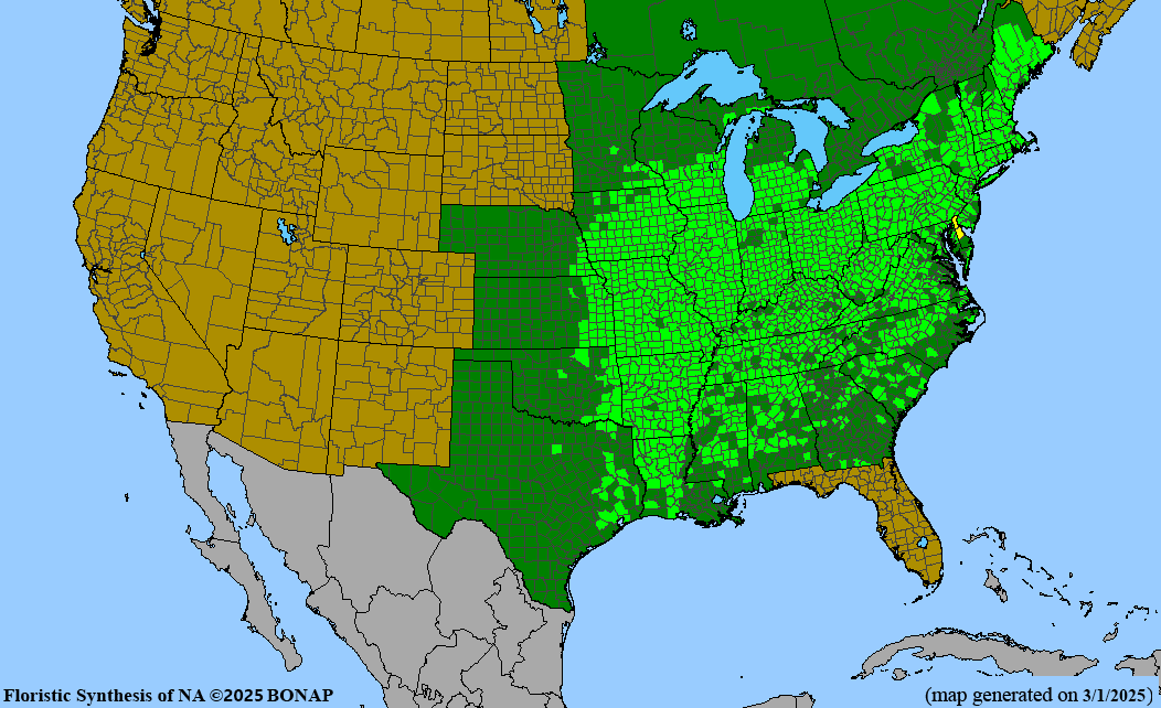 Shagbark Hickory (Carya ovata)