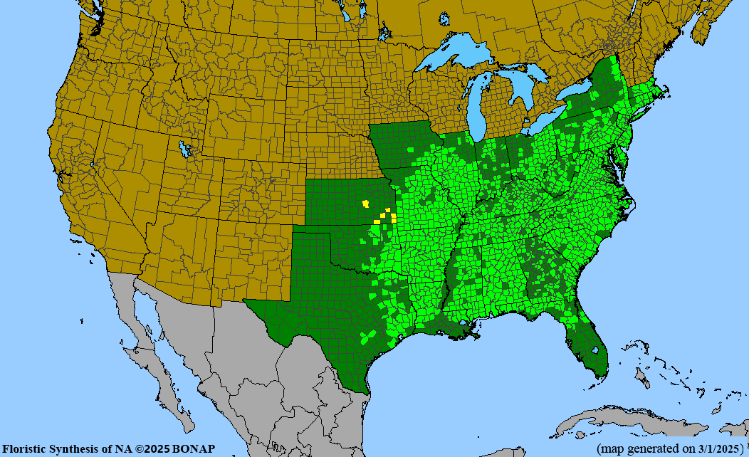 Mockernut Hickory (Carya tomentosa)