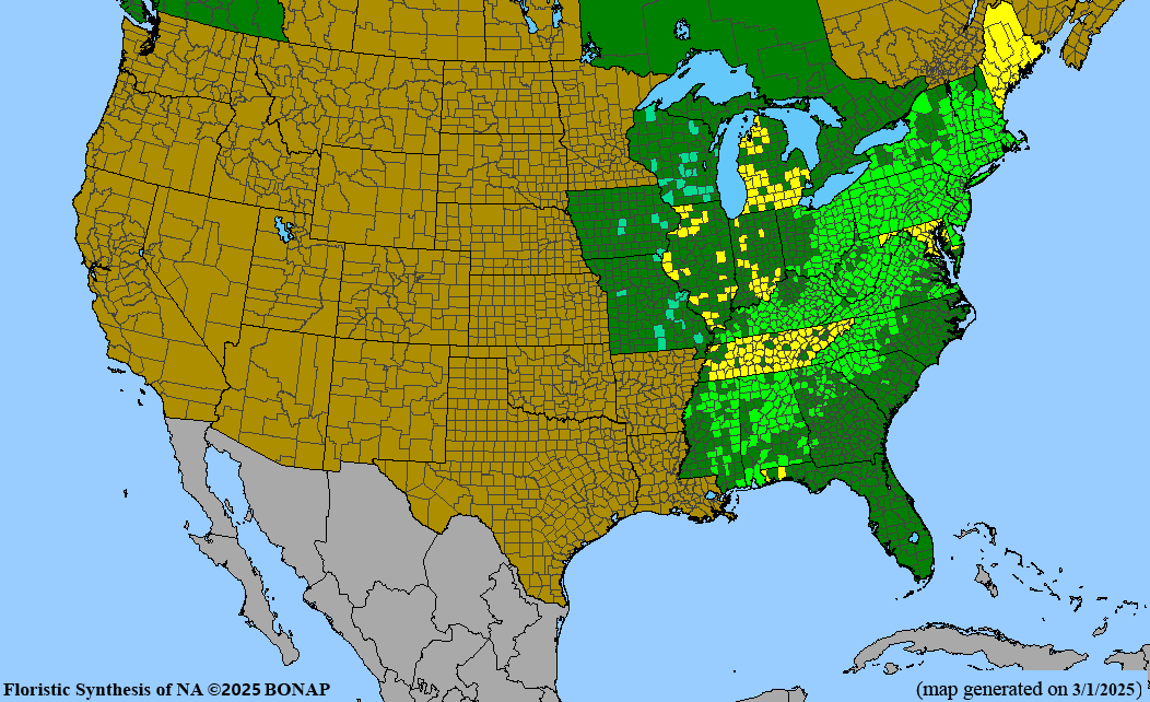 American Chestnut (Castanea dentata)