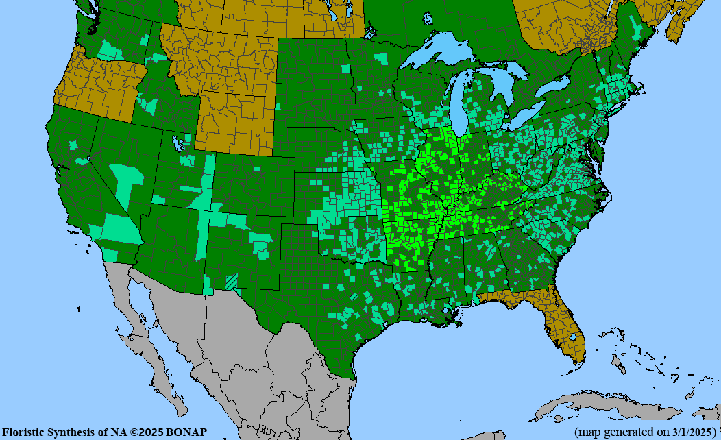 Northern Catalpa (Catalpa speciosa)