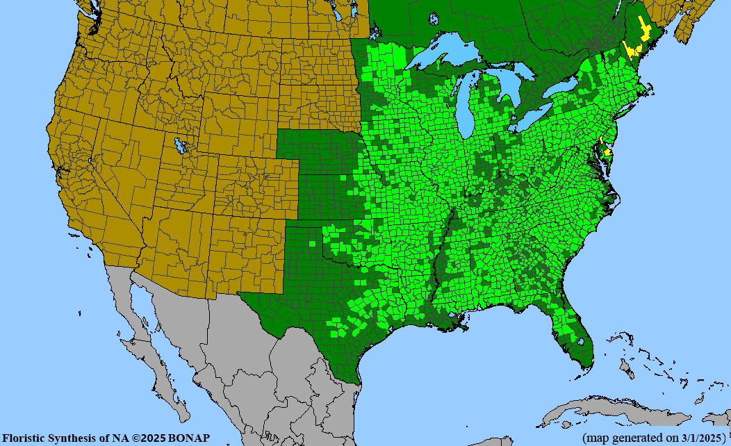 New Jersey Tea (Ceanothus americanus)