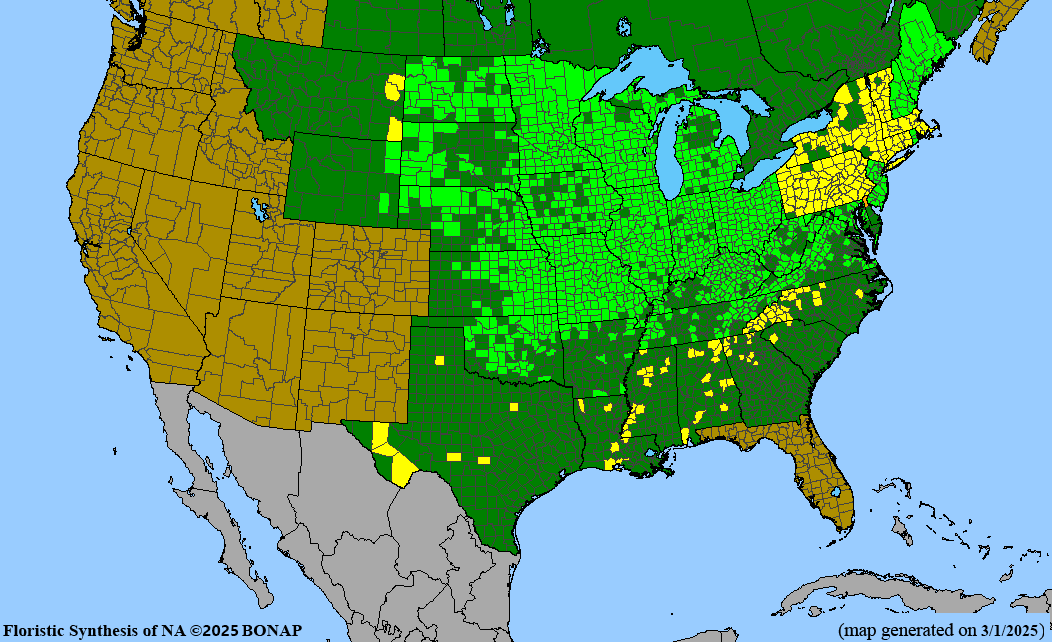 American Bittersweet (Celastrus scandens)