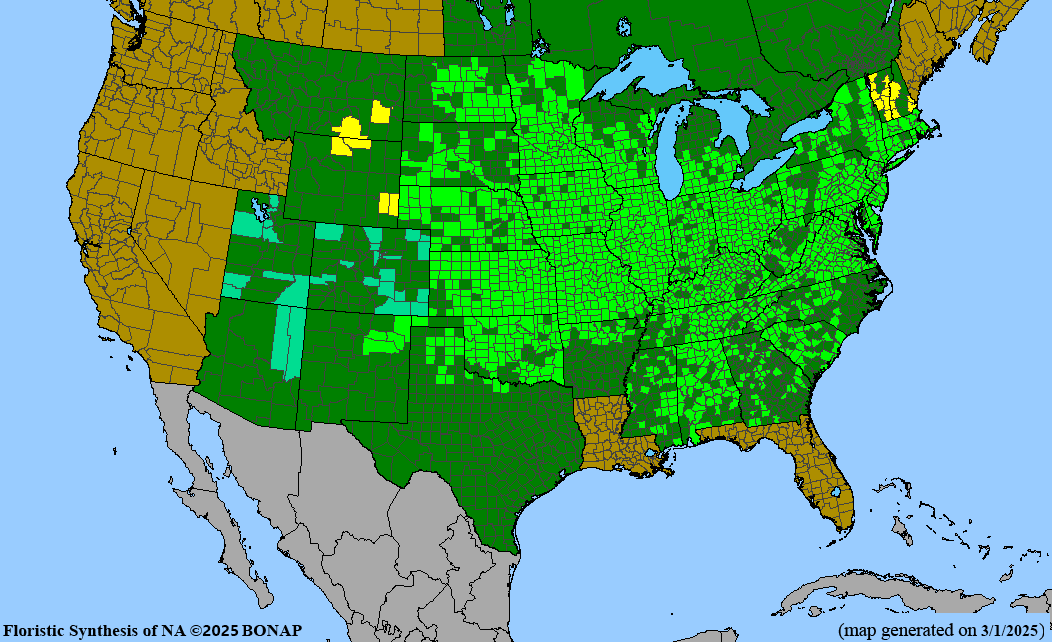 Hackberry (Celtis occidentalis)