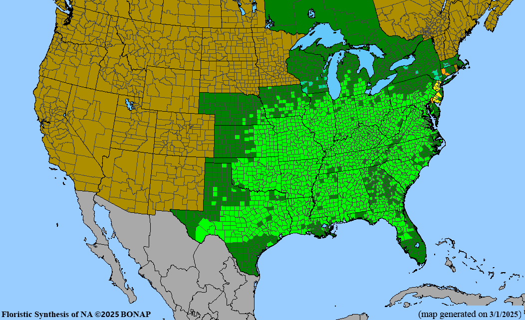 Redbud (Cercis canadensis)