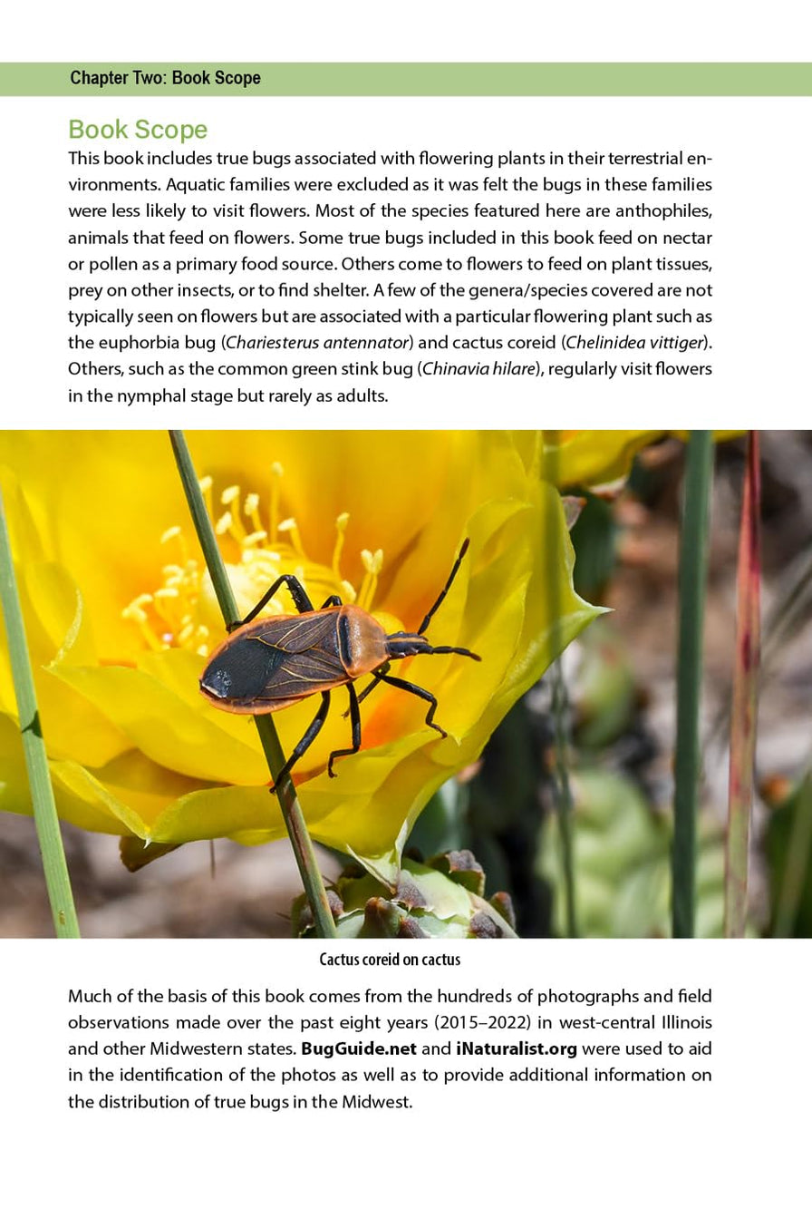 Flower Bugs by Angella Moorehouse — Native Plants Unlimited LLC