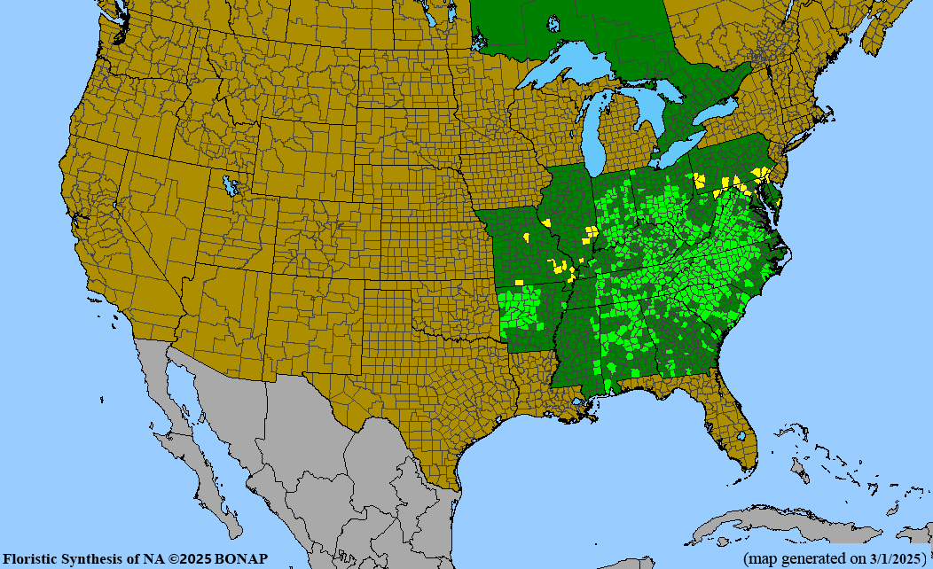 Vasevine Clematis (Clematis viorna) QUART POT