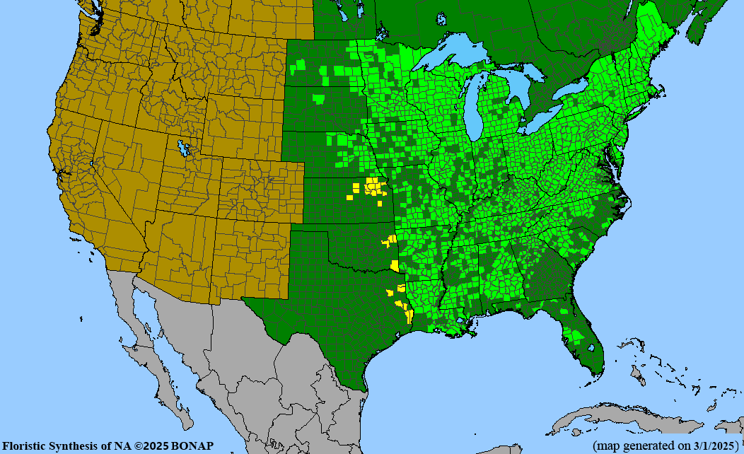 Virgin's Bower (Clematis virginiana)