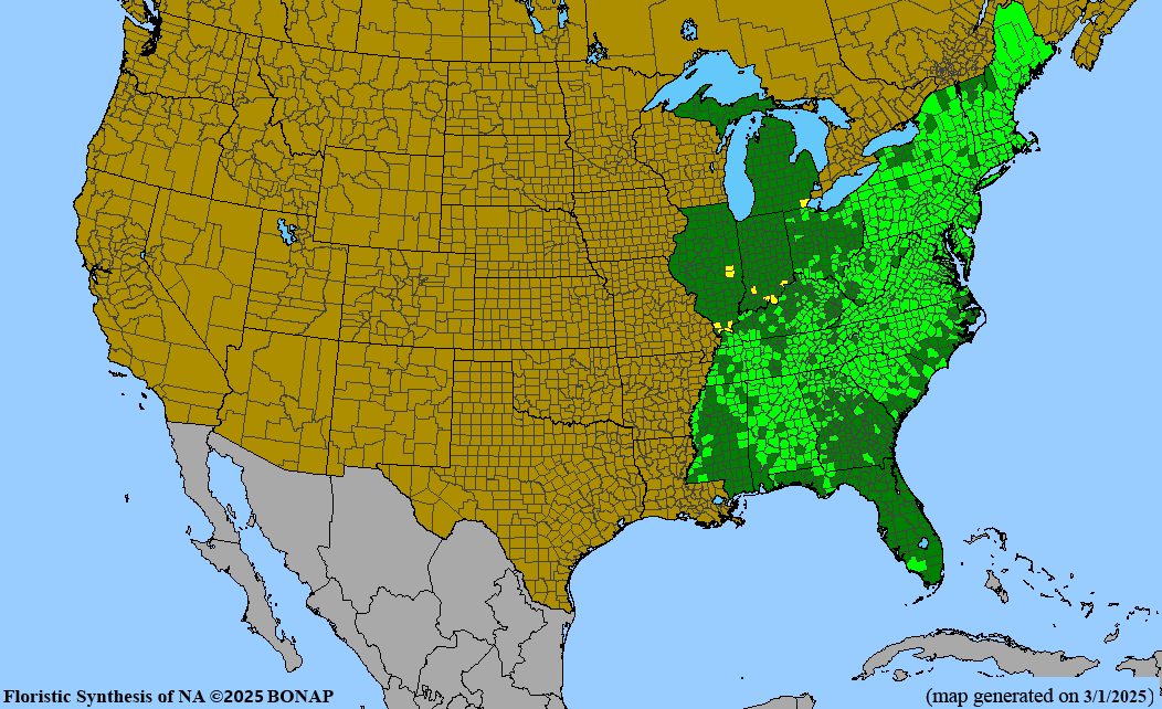 Silky Dogwood (Cornus amomum)