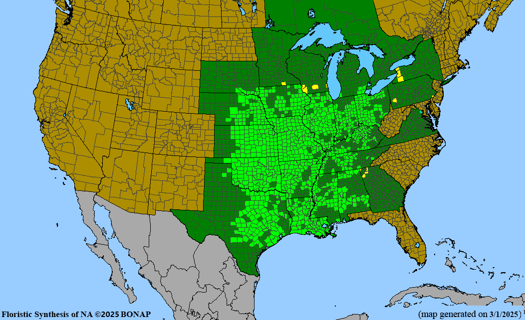 Roughleaf Dogwood (Cornus drummondii)