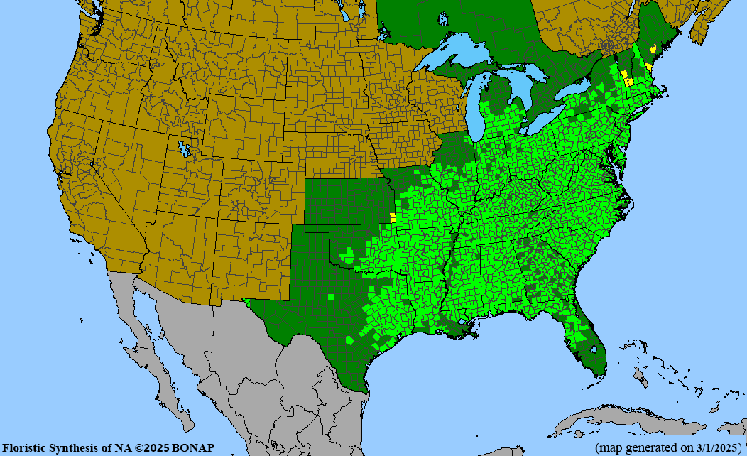Flowering Dogwood (Cornus florida) 1 GAL