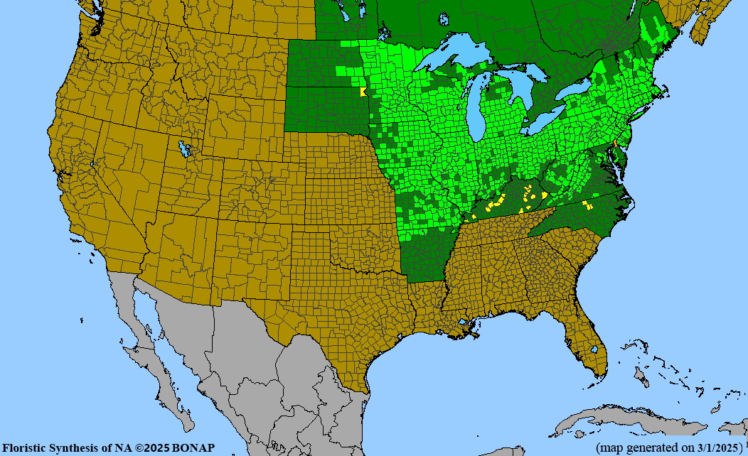 Gray Dogwood (Cornus racemosa)