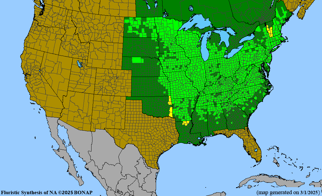 American Hazelnut (Corylus americana)