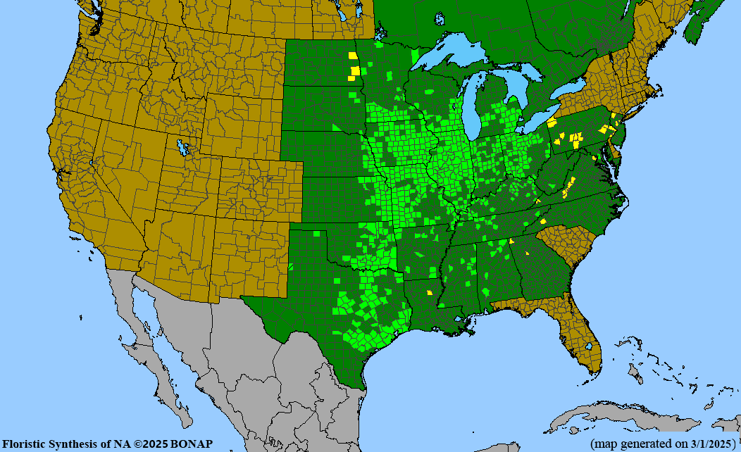 Downy Hawthorn (Crataegus mollis)