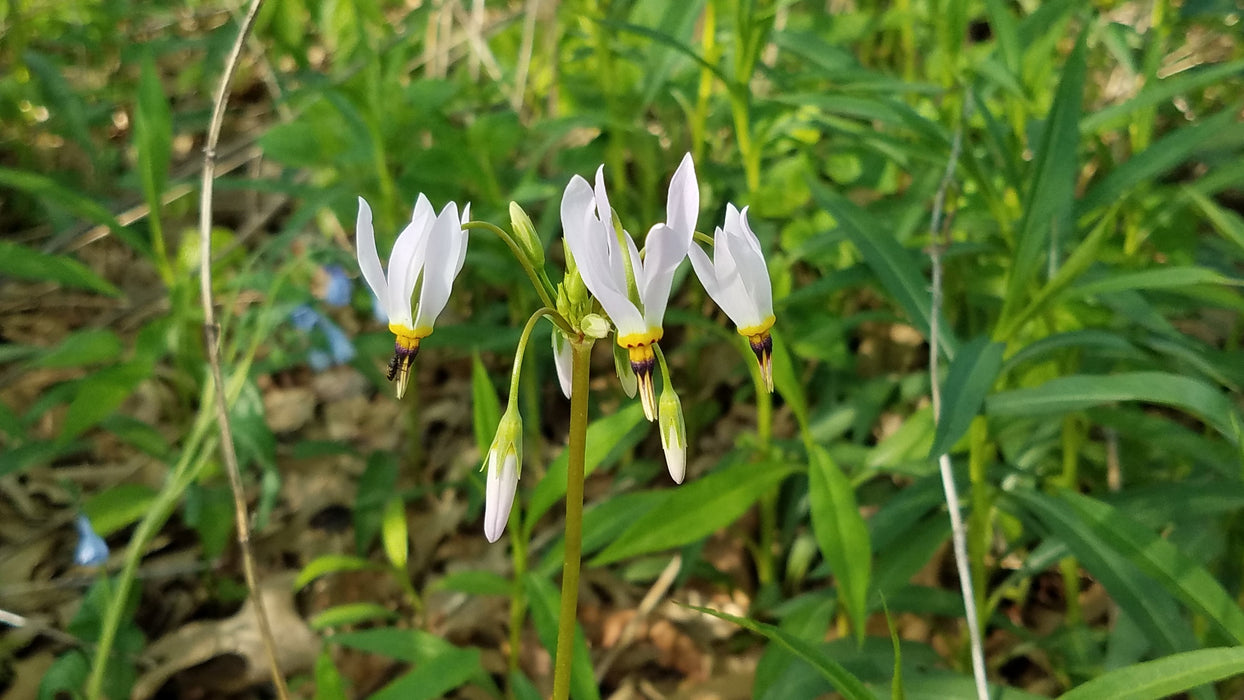 Midland Shooting Star (Dodecatheon meadia) BARE ROOT