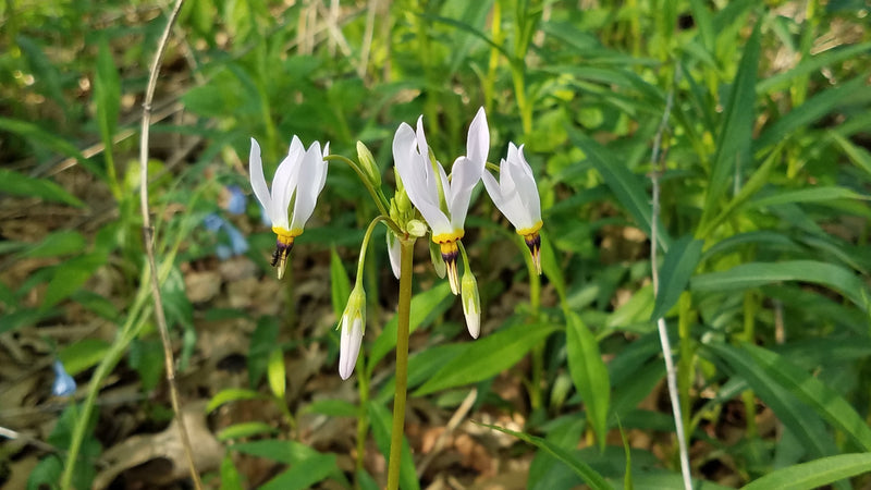 Midland Shooting Star (Dodecatheon meadia) BARE ROOT