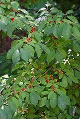 Northern Spicebush (Lindera benzoin)