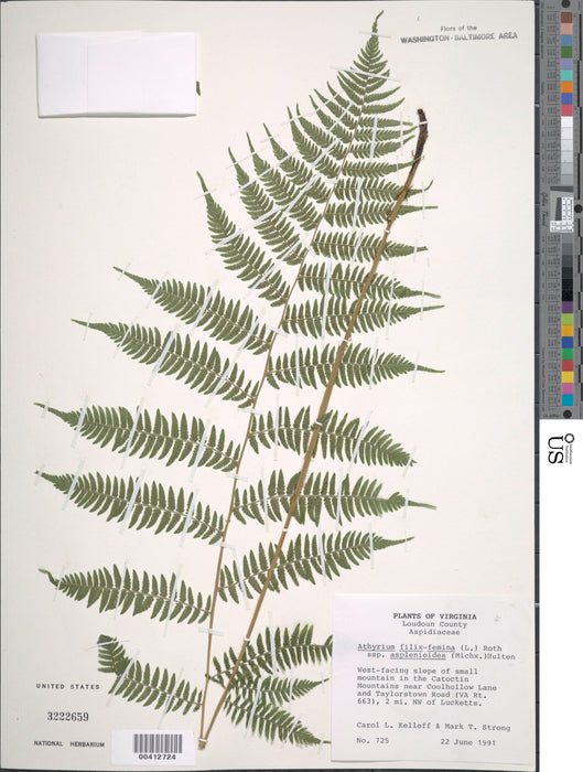 Lady Fern (Athyrium filix-femina) BARE ROOT