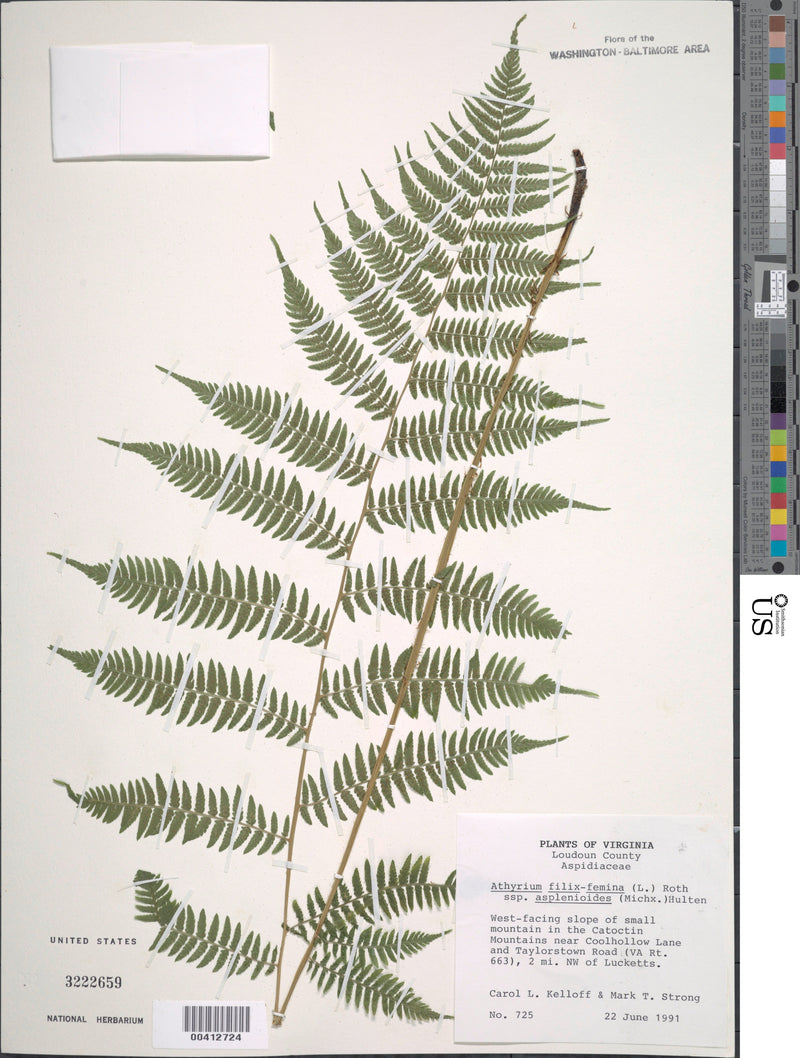 Lady Fern (Athyrium filix-femina) BARE ROOT - SHIPS BEGINNING WEEK OF 12/2