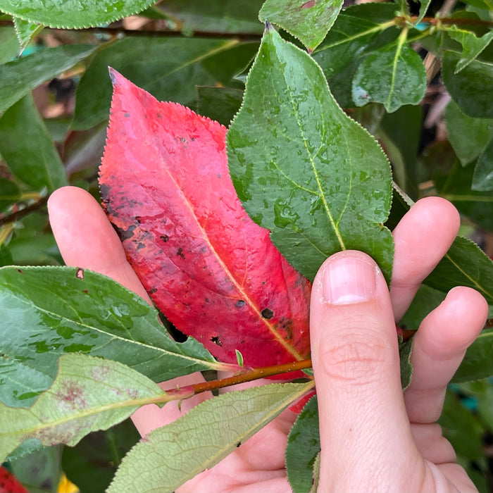 Purple Chokeberry (Aronia prunifolia)
