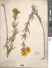 Seed Pack - Prairie [Plains] Coreopsis (Coreopsis palmata)