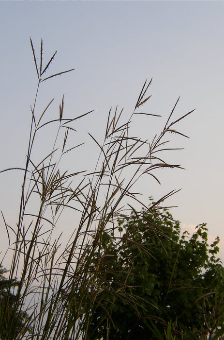 Big Bluestem (Andropogon gerardii) 1 GAL