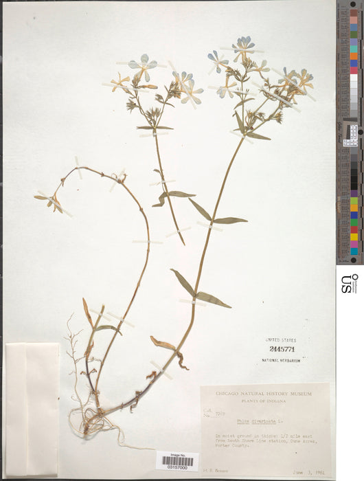 Woodland Phlox (Phlox divaricata) BARE ROOT