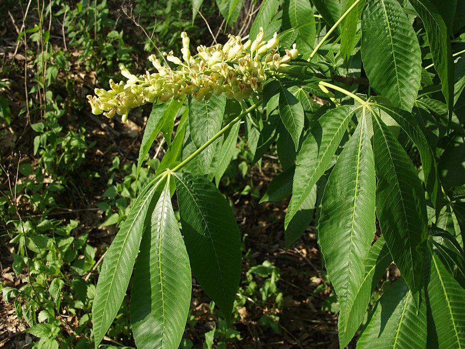 Yellow Buckeye (Aesculus flava)