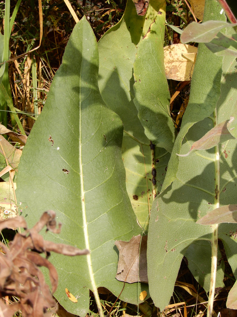 Seed Pack - Prairie Dock (Silphium terebinthinaceum)