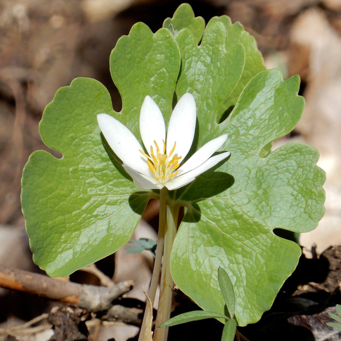 Bloodroot (Sanguinaria canadensis) BARE ROOT