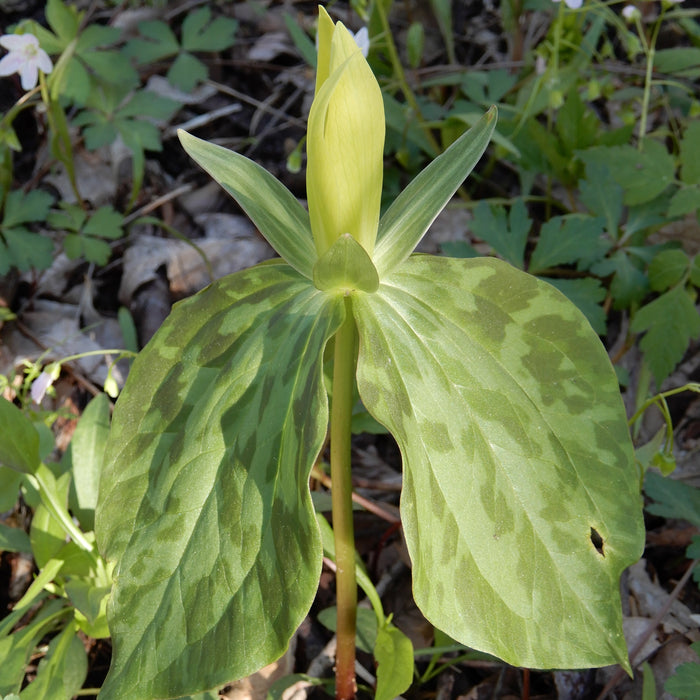 Yellow Wakerobin Trillium (Trillium luteum) BARE ROOT