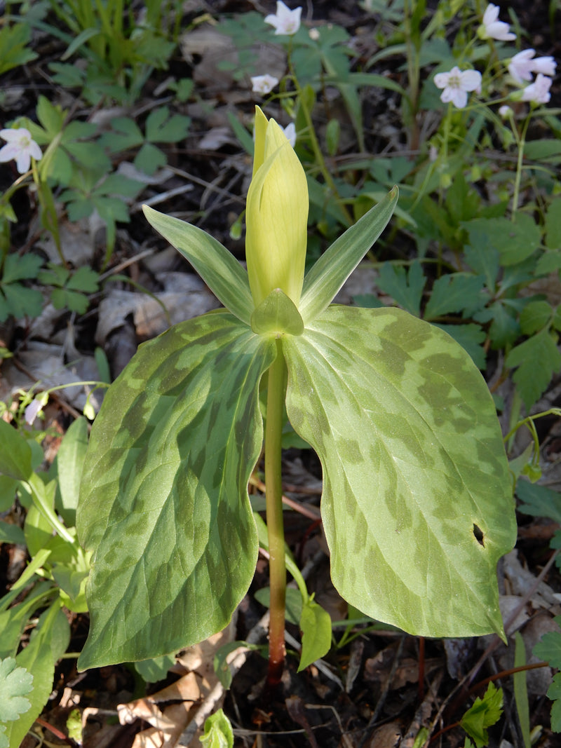 Yellow Wakerobin Trillium (Trillium luteum) SHIPS BEGINNING WEEK OF 12/2