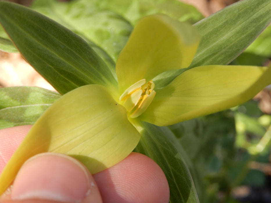 Yellow Wakerobin Trillium (Trillium luteum) BARE ROOT