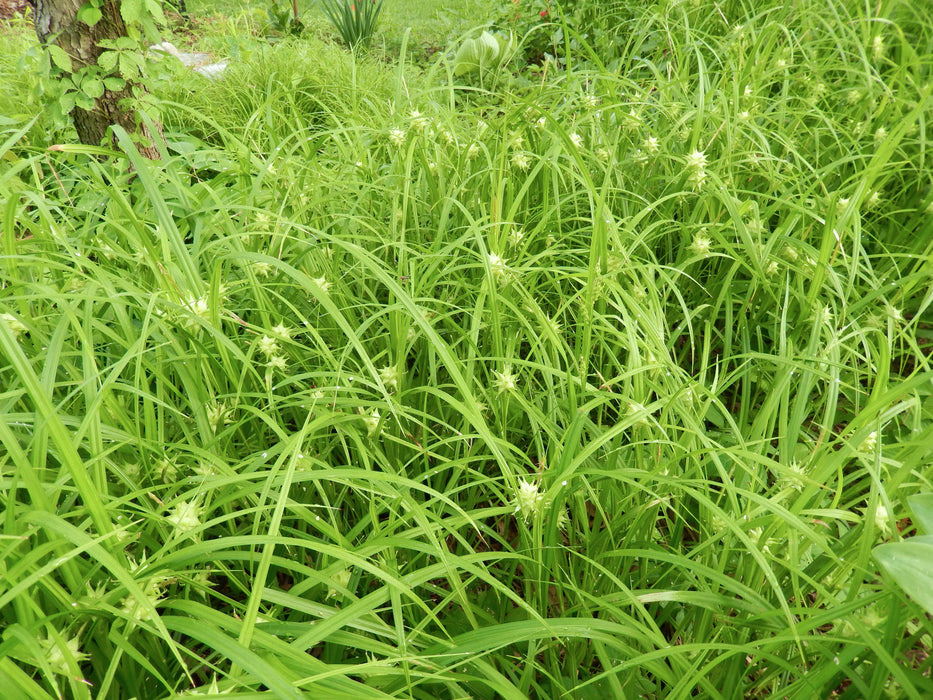 Burr Sedge (Carex grayi) 1 GAL