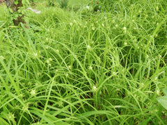 Burr Sedge (Carex grayi)