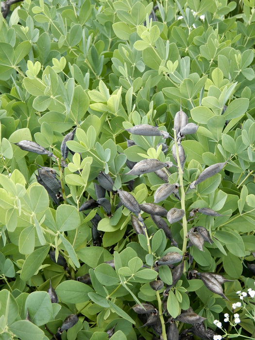 Seed Pack - Blue False Indigo (Baptisia australis)