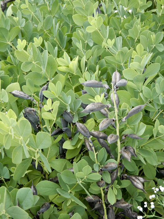 false indigo plant seed pods Seed Pack