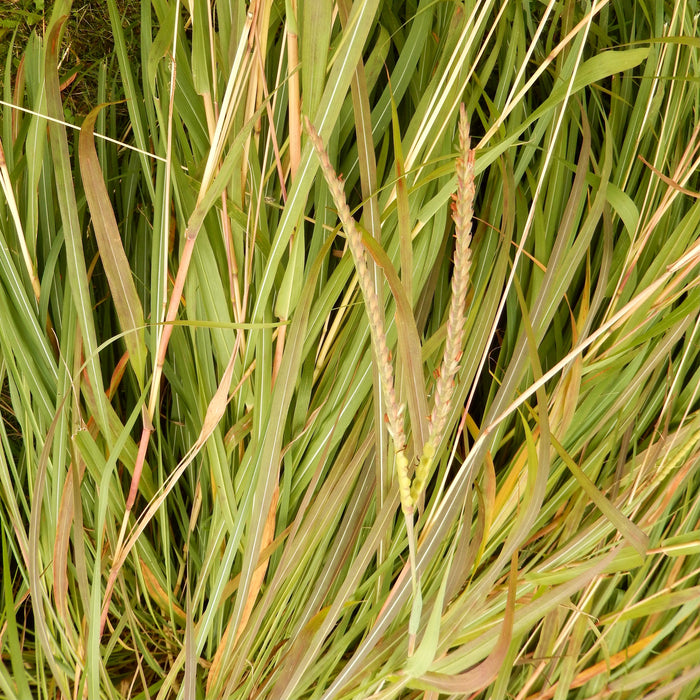 Big Bluestem (Andropogon gerardii) 1 GAL