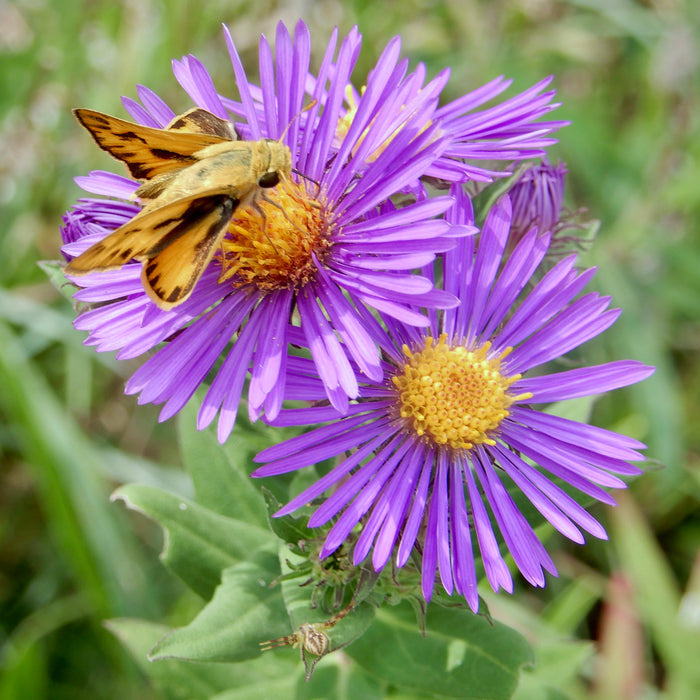 New England Aster (Symphyotrichum novae-angliae) 2x2x3" Pot