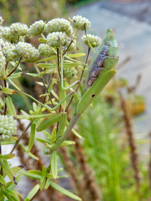 Common Mountain Mint (Pycnanthemum virginianum) 1 GAL