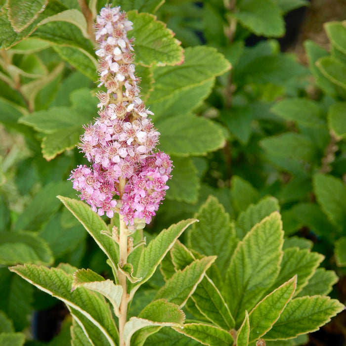 Steeplebush (Spiraea tomentosa)