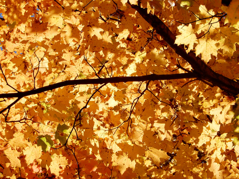 Sugar Maple (Acer saccharum)