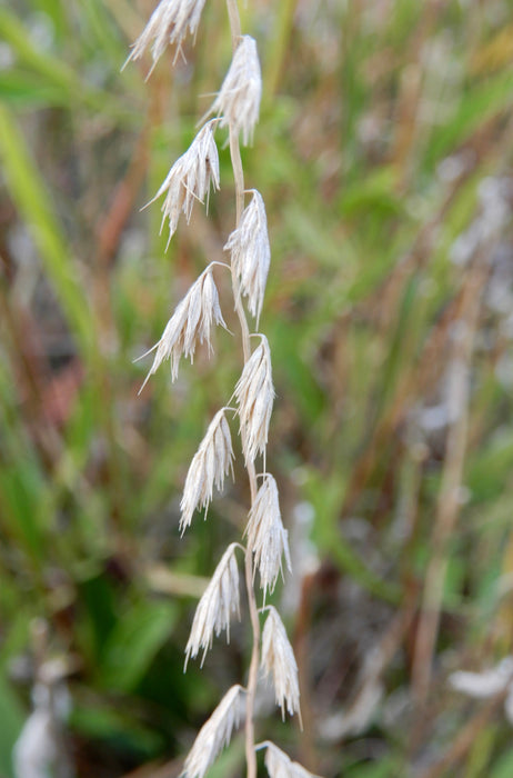 Side-oats Grama (Bouteloua curtipendula) 1 GAL