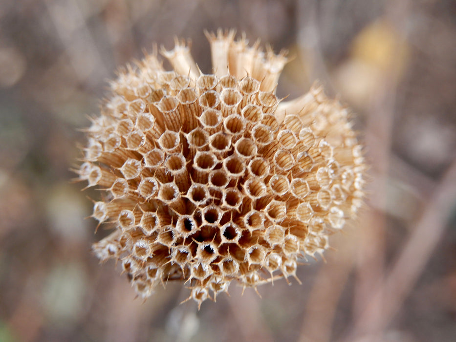 Wild Bee Balm (Monarda fistulosa) 2x2x3" Pot