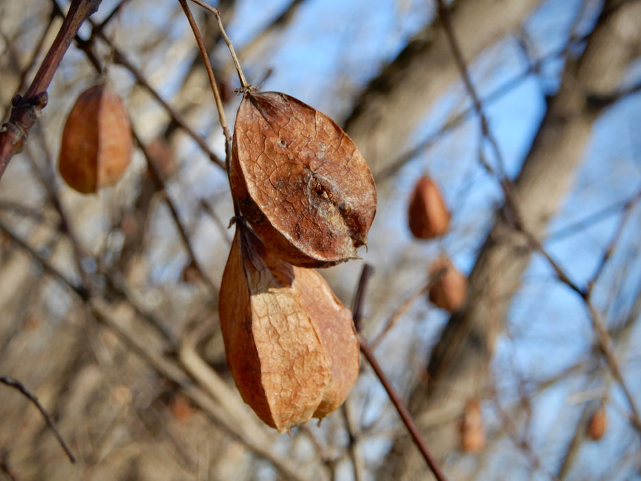 American Bladdernut (Staphylea trifolia)