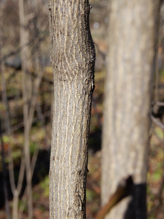 American Bladdernut (Staphylea trifolia)
